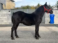 Caballo, Caballos — foto 6