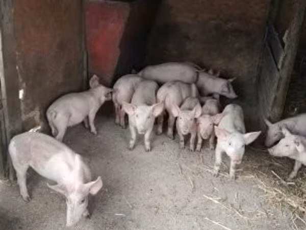 Pigs (batch, sex not specified), Pigs
