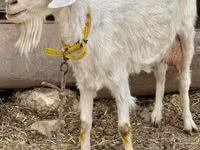 Ямаа, Saanen goat — 1 зураг
