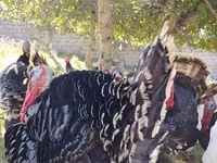 برونز — الصورة 5