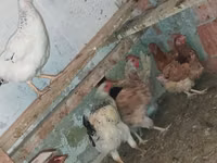 Chickens — foto 2