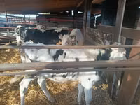 Bull, Cattle — photo 4