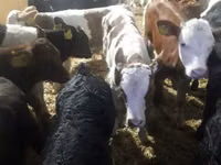 Bovinos (lote, sexo no especificado), Ganado vacuno — foto 2