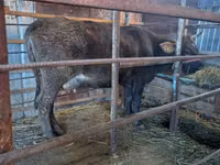 गाय, Russian Black pied cattle — फ़ोटो 2