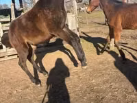 Horse (M), Hungarian horse breed — photo 2
