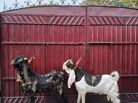 Ziegenbock, Kamori goats — Foto 4