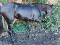Hengst, Karachay horse — Foto 5