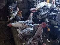 Chickens — photo 2