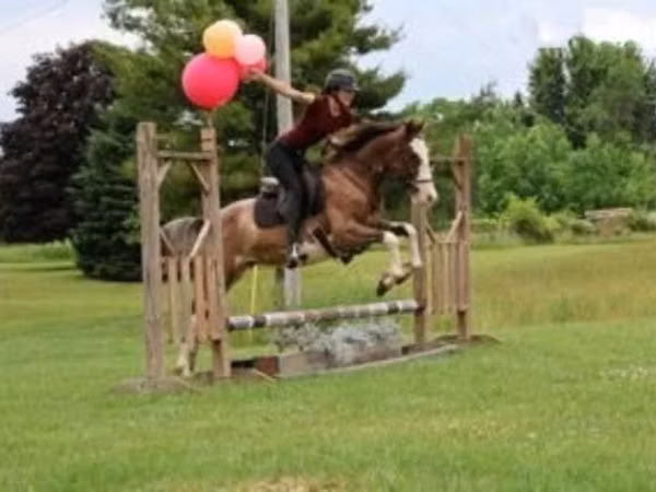 公马, Pinto horses