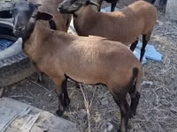 Хуц, Cameroon sheep — 2 зураг