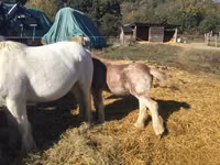 Caballo, Gypsy horse — foto 4