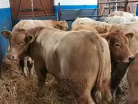 Kuh, Holstein-Rasse — Foto 8