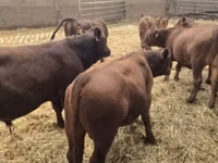 公牛, Aberdeen-Angus — 照片 5