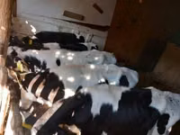 ثور, Russian Black pied cattle — الصورة 1