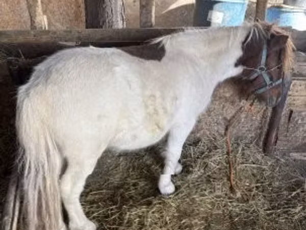 公马, Horses