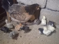 Chickens — photo 2