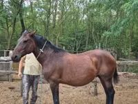Кобыла, Венгерская полукровная — фото 4