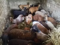 Schaf, Cameroon sheep — Foto 6