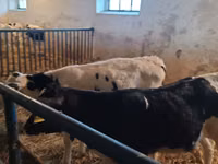 ثور, Russian Black pied cattle — الصورة 2