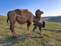 Тэмээ, Kazakh Bactrian camel — 5 зураг