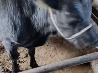 सांड, एबरडीन - एंगस — फ़ोटो 3
