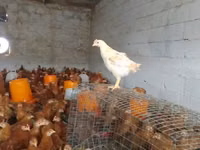 Chickens — photo 2