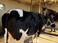 Cow, Russian Black pied cattle — photo 6