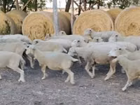 Хуц, Ile-de-France sheep — 1 зураг