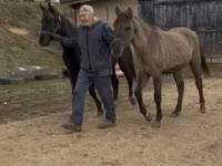 घोड़ी, Rocky Mountain Horse — फ़ोटो 2