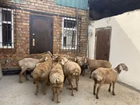 كبش, Rhon sheep — الصورة 2