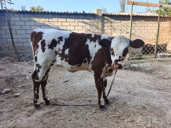 Үнээ, Simmental cattle