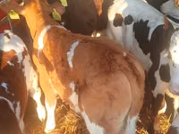 Үхэр (бүлэг, хүйс заагаагүй), Simmental cattle — 3 зураг