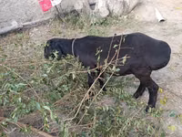 Schaf, Hissar sheep — Foto 2