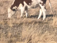 Bull, Swiss cattle — photo 2