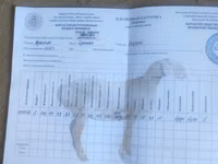 Carnero, Arashan sheep — foto 5