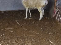 Ram, Sheep — photo 3