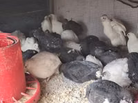 Quails — 照片 2