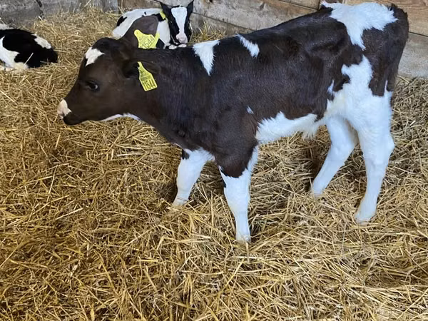 ثور, Russian Black pied cattle