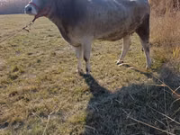 母牛, Cattle — 照片 3