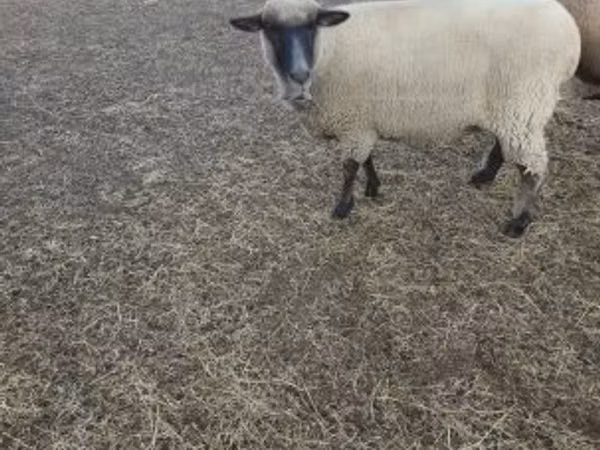 Хонь, Хонь