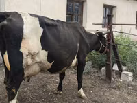 母牛, Russian Black pied cattle — 照片 3