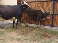 母牛, Alatau breed — 照片 7