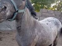 Yegua, Caballos — foto 2