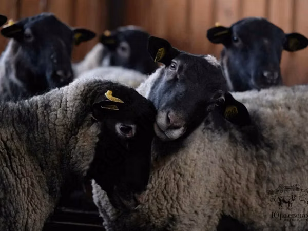 Хуц, Romanov sheep