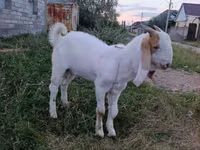 Cabro, Gulabi goats — foto 3