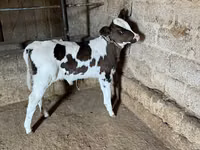 بقرة, Russian Black pied cattle — الصورة 1