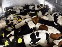 公牛, Simmental cattle — 照片 6