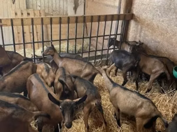 Ziege, Alpine goat