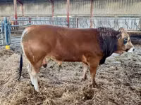 Bulle, Partenaise cattle — Foto 6