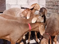 Oveja, Edilbay sheep — foto 4